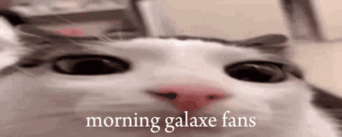 a close up of a cat 's face with the words `` morning galaxe fans '' written above it .