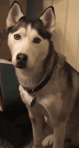 a husky dog wearing a black collar and a tag