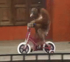 Aku Otw GIF - Monkey Orangutan Bike GIFs