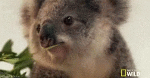 Koala Wink GIF - Koala Wink Eating GIFs