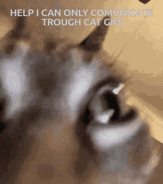 Help Cat GIF - Help Cat Communication GIFs