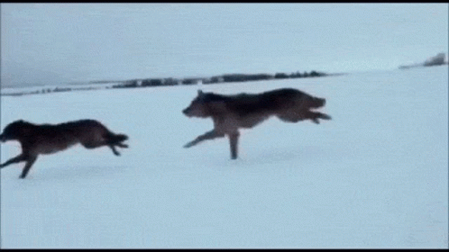 Wolves GIF - Wolves GIFs