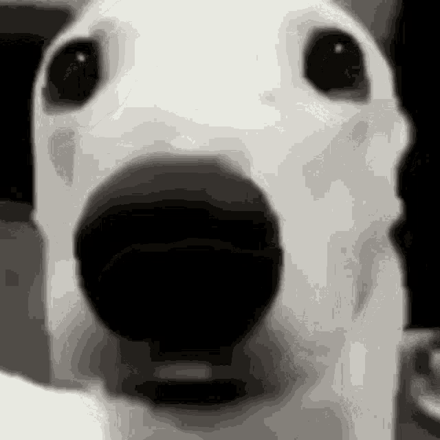 a close up of a white dog 's face with a black nose and eyes .