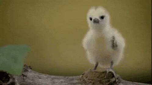 Baby Bird GIF - Baby Bird Angry GIFs