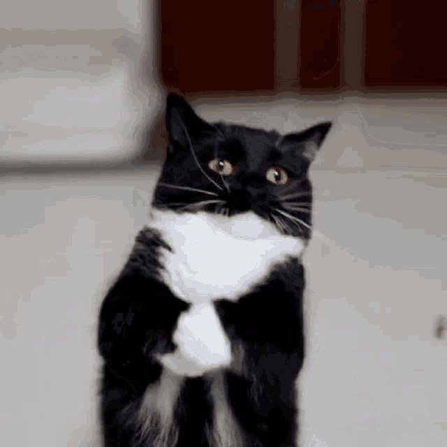 Uni Cat GIF - Uni Cat Dance GIFs