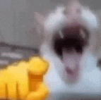 a close up of a cat with its mouth open and a yellow hand behind it .