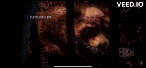 a close up of a bear 's face with the words hurts on it