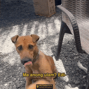 a brown dog with its tongue hanging out says ma anong ulam ? edi