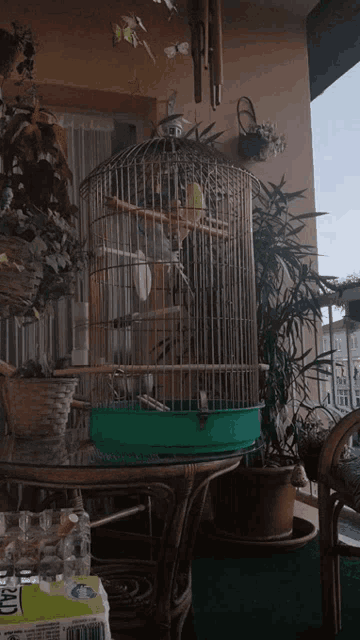 a bird in a cage sits on a table next to a carton of aquafina water
