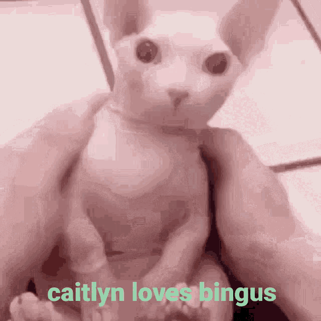 Caitlyn Loves Bingus GIF - Caitlyn Loves Bingus GIFs