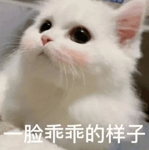a white cat with chinese writing on its face