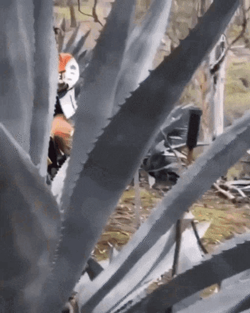 a person wearing a helmet is standing behind a cactus