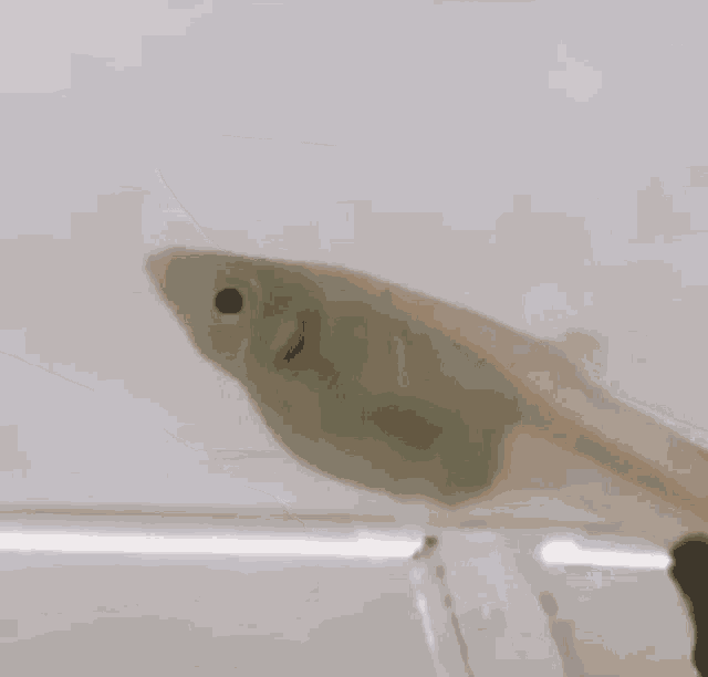 Fish Babyfish GIF - Fish Babyfish Smallfish GIFs