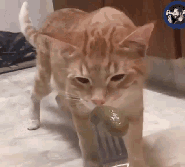 a cat eating a cucumber with a fork