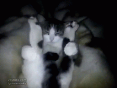 Yoga Cat GIF - Animals Cats Yoga GIFs