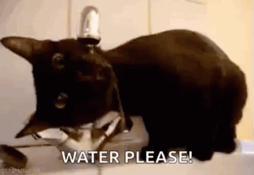 Cat Black Cat GIF - Cat Black Cat Drinking GIFs