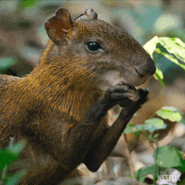 Eating Nuts Our Living World GIF - Eating Nuts Our Living World Hungry GIFs