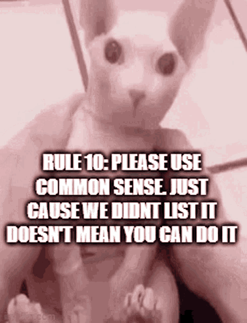 Rule10 Common Sense GIF - Rule10 Common Sense Bingus GIFs