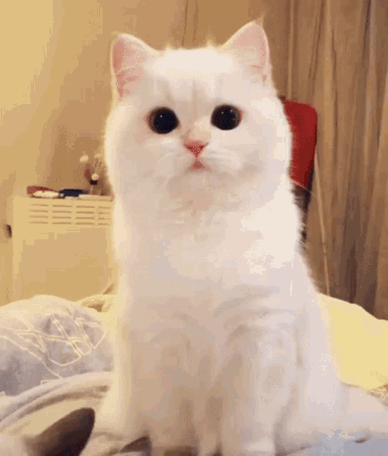 Staring Cute GIF - Staring Cute Cat GIFs