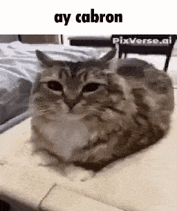 a cat is laying on a bed with a caption that says ay cabron .