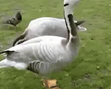 Duck Dance GIF - Duck Excited Dance GIFs