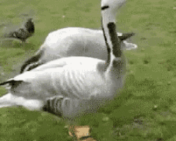 a couple of swans are standing in a grassy area .