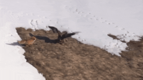 a bird is flying over a pile of dirt and snow .