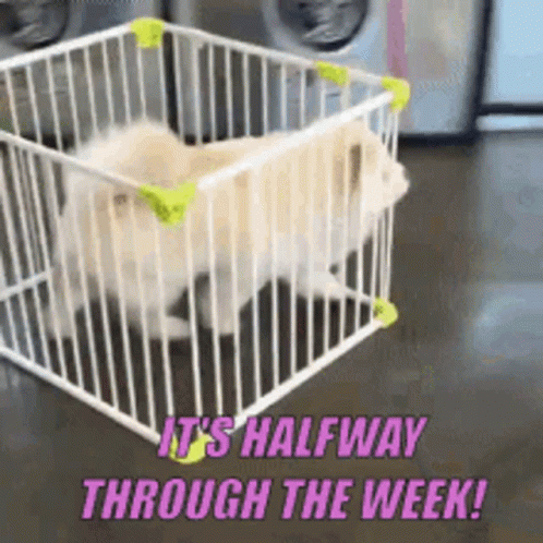 Hump Day Wednesday GIF - Hump Day Wednesday Escape GIFs