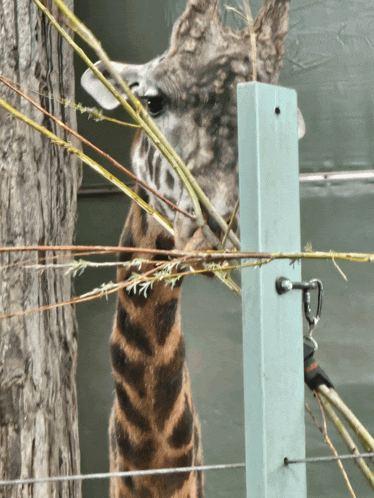 a giraffe sticking its head through a fence to eat branches