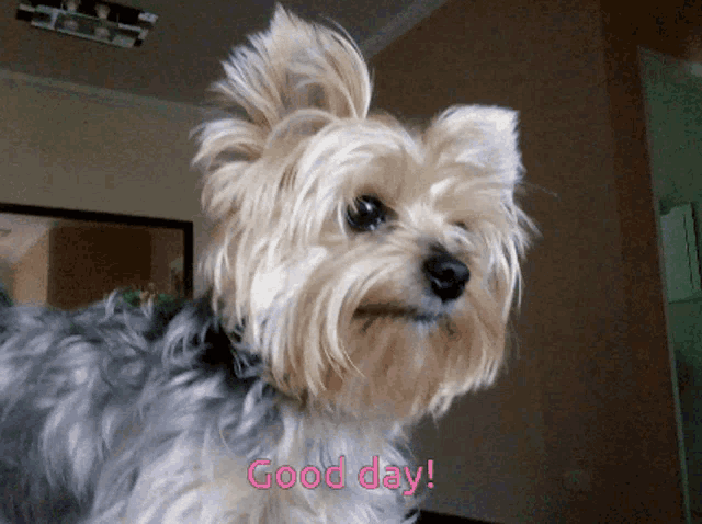 a picture of a dog with the words good day written below it