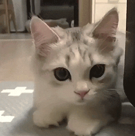 a white cat with black eyes is laying down on the floor