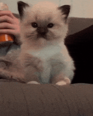 a kitten is sitting on a couch while a person holds a can of soda .