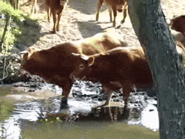 a herd of cows standing in a muddy stream