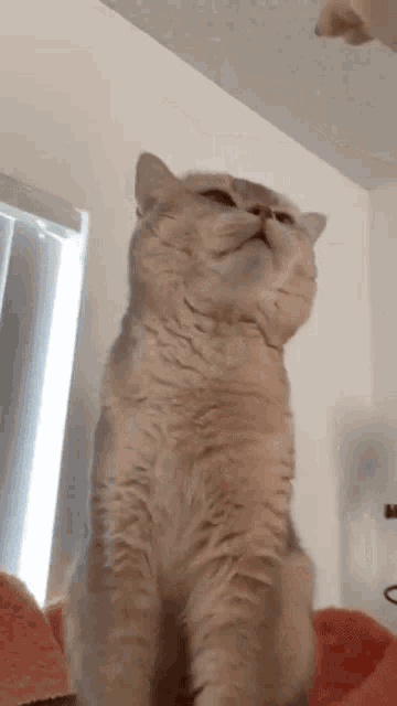 a cat is sitting on its hind legs and looking up