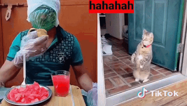 a man is eating watermelon and a cat is looking out a window .