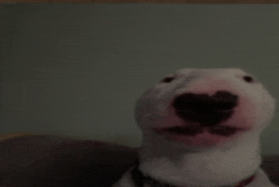 a close up of a dog 's face with a black nose