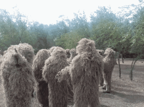 a group of people dressed in squirrel costumes are standing in a forest