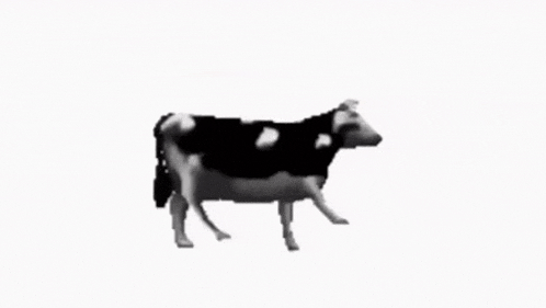a black and white cow is walking on a white surface