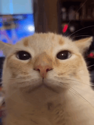 a close up of a cat 's face with a blurred background