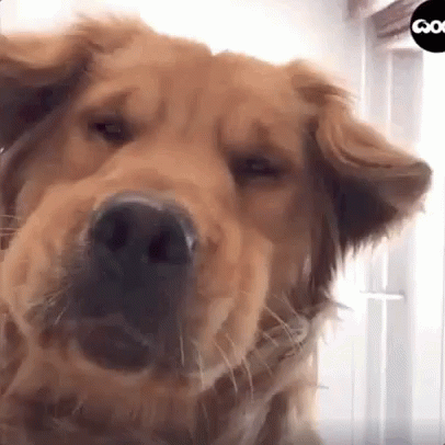 Golden Retriever Dog GIF - Golden Retriever Dog Funny Dog GIFs