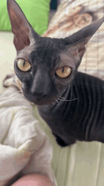 a black hairless cat with yellow eyes is laying on a bed