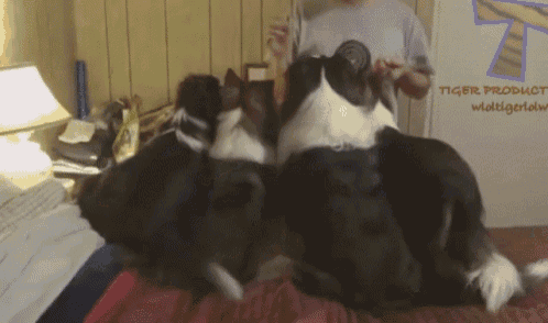 Dogs Eating GIF - Dogs Eating Treat GIFs