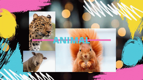 Animals GIF - Animals GIFs
