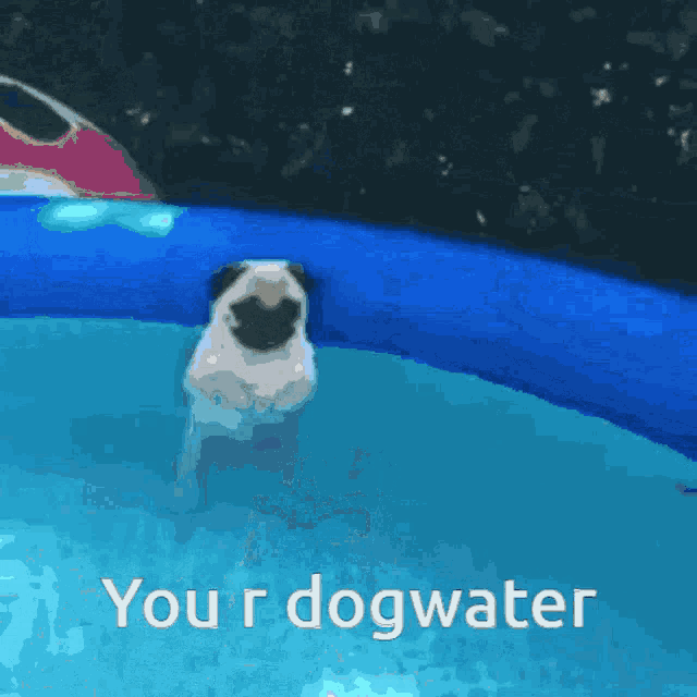 a pug dog is swimming in a pool with the words " your dogwater " written on the bottom