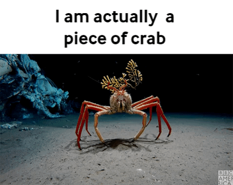 Crab Crap GIF - Crab Crap I Am Actually A Piece Of Crab GIFs