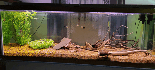a fish tank with a lot of plants and rocks in it