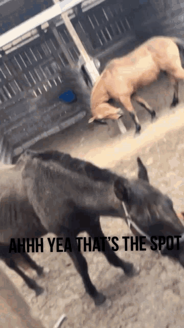 Horse Itchy GIF