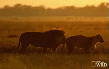 Lion Couple Walking At Dusk GIF - Lion Lioness Walking GIFs