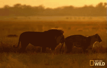 a couple of lions standing in a field with a national geographic logo