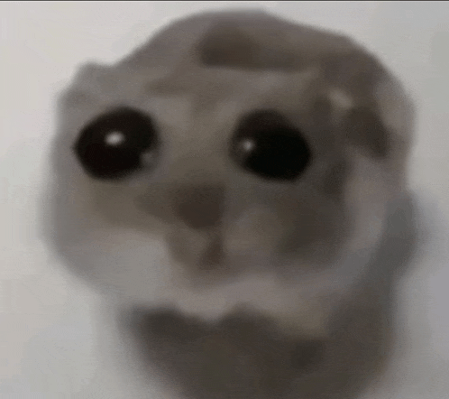 a hamster with big black eyes is looking at the camera .